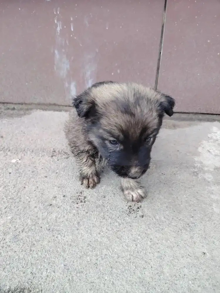 Найден щенок на улице Гвардейская в Саратове - Животные в Саратов