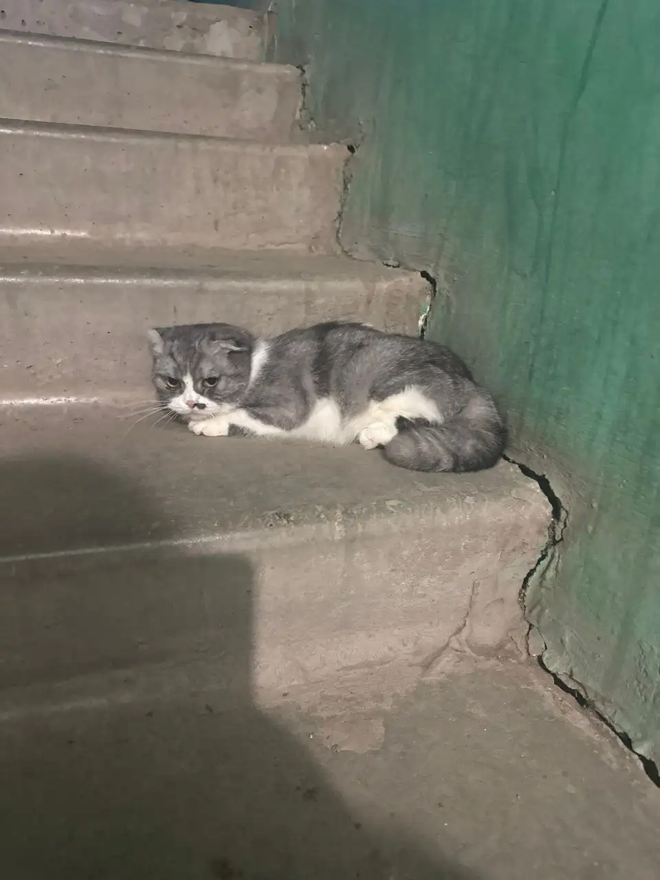 Найдена домашняя вислоухая кошка в подъезде в Энгельсе - Кошки (Животные) в Энгельс