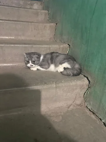 Найдена домашняя вислоухая кошка в подъезде в Энгельсе - Кошки в Энгельс