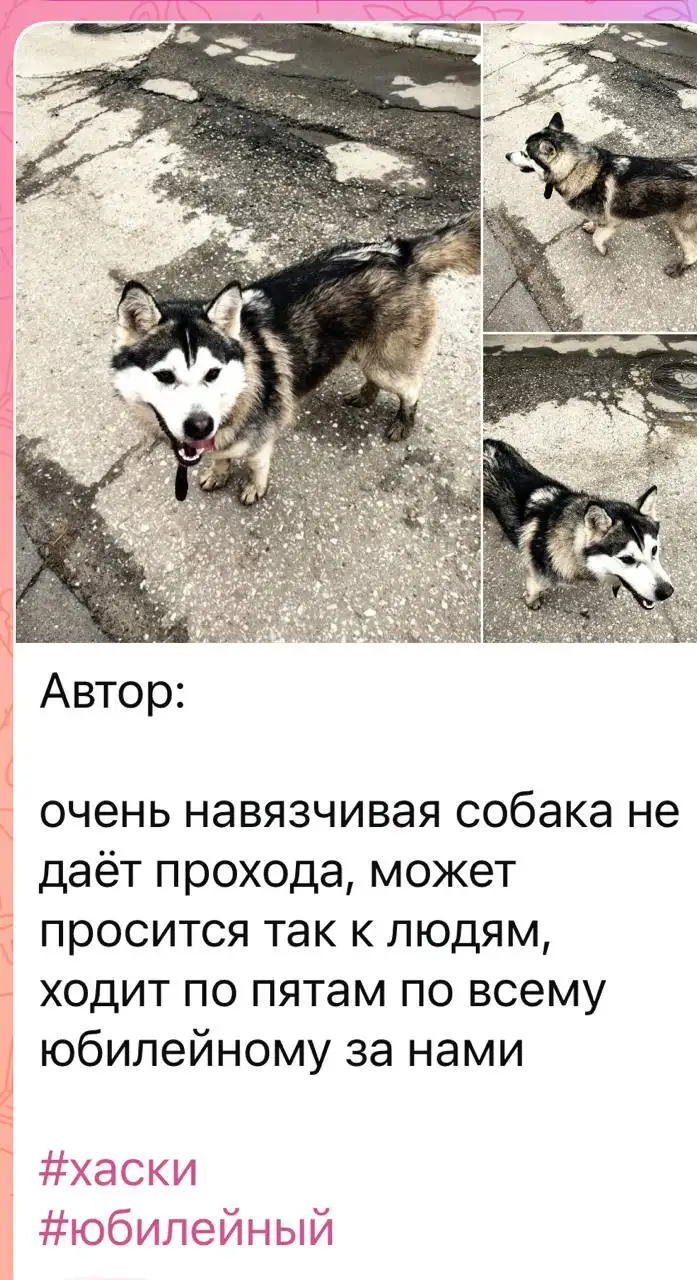 Потеряшки Хаски в Саратове - Потерянные животные (Животные) в Саратов