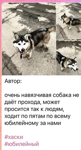 Потеряшки Хаски в Саратове - Животные в Саратов