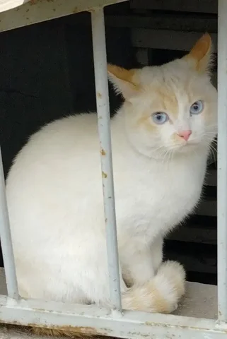 Нужен дом для котика-подростка в Энгельсе - Кошки в Энгельс