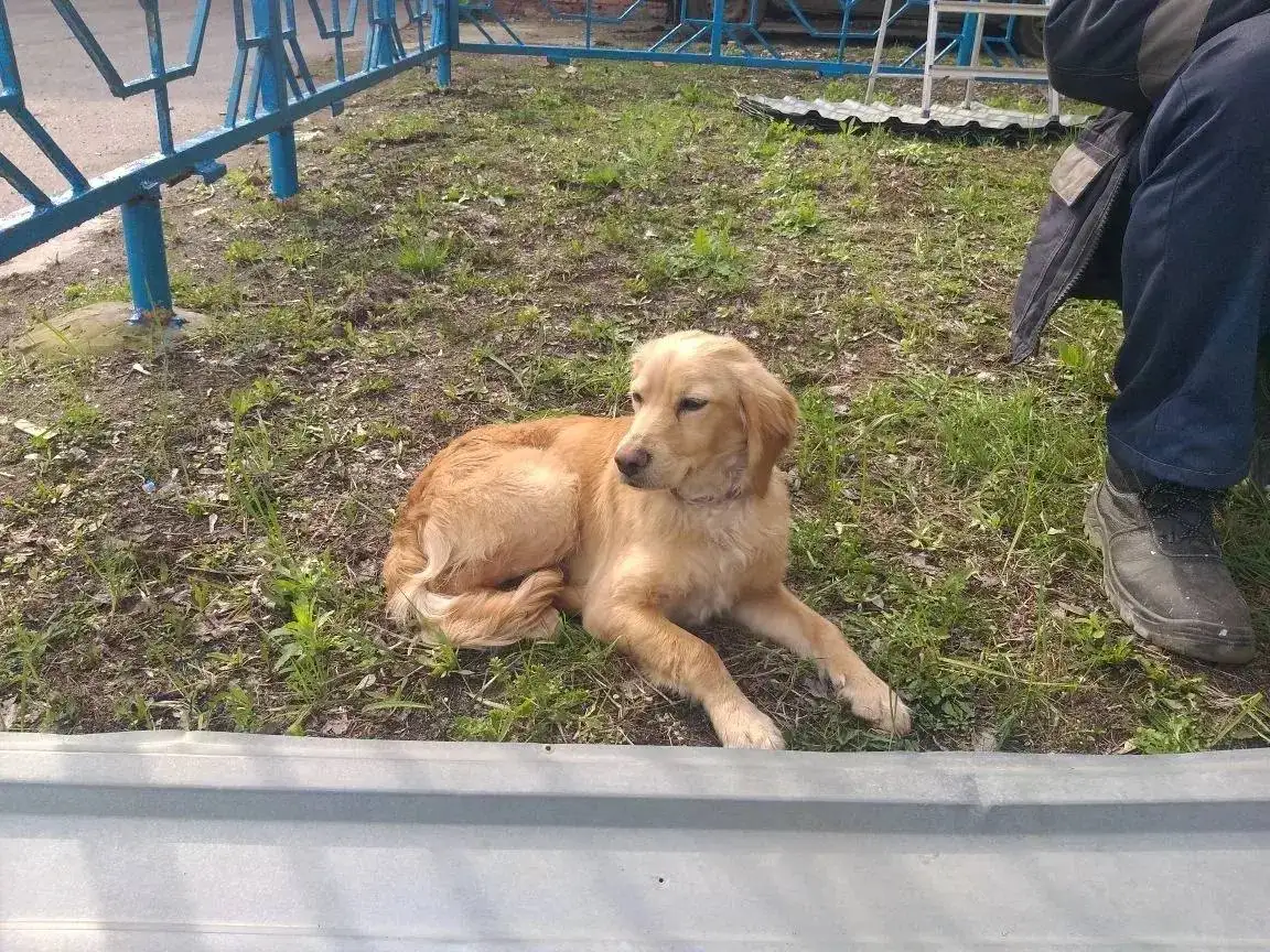 Найден пес в фиолетовом ошейнике в Приволжском районе - Собаки (Животные) в Саратов