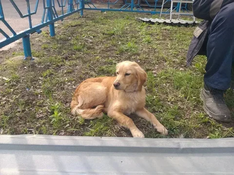 Найден пес в фиолетовом ошейнике в Приволжском районе - Животные в Саратов