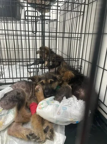 Экстренный сбор для щенков с демодекозом и энтеритом в поселке Увек - Животные в Саратов