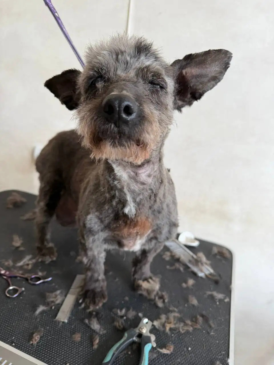 Сбор средств на лечение животного - Животные в Саратов