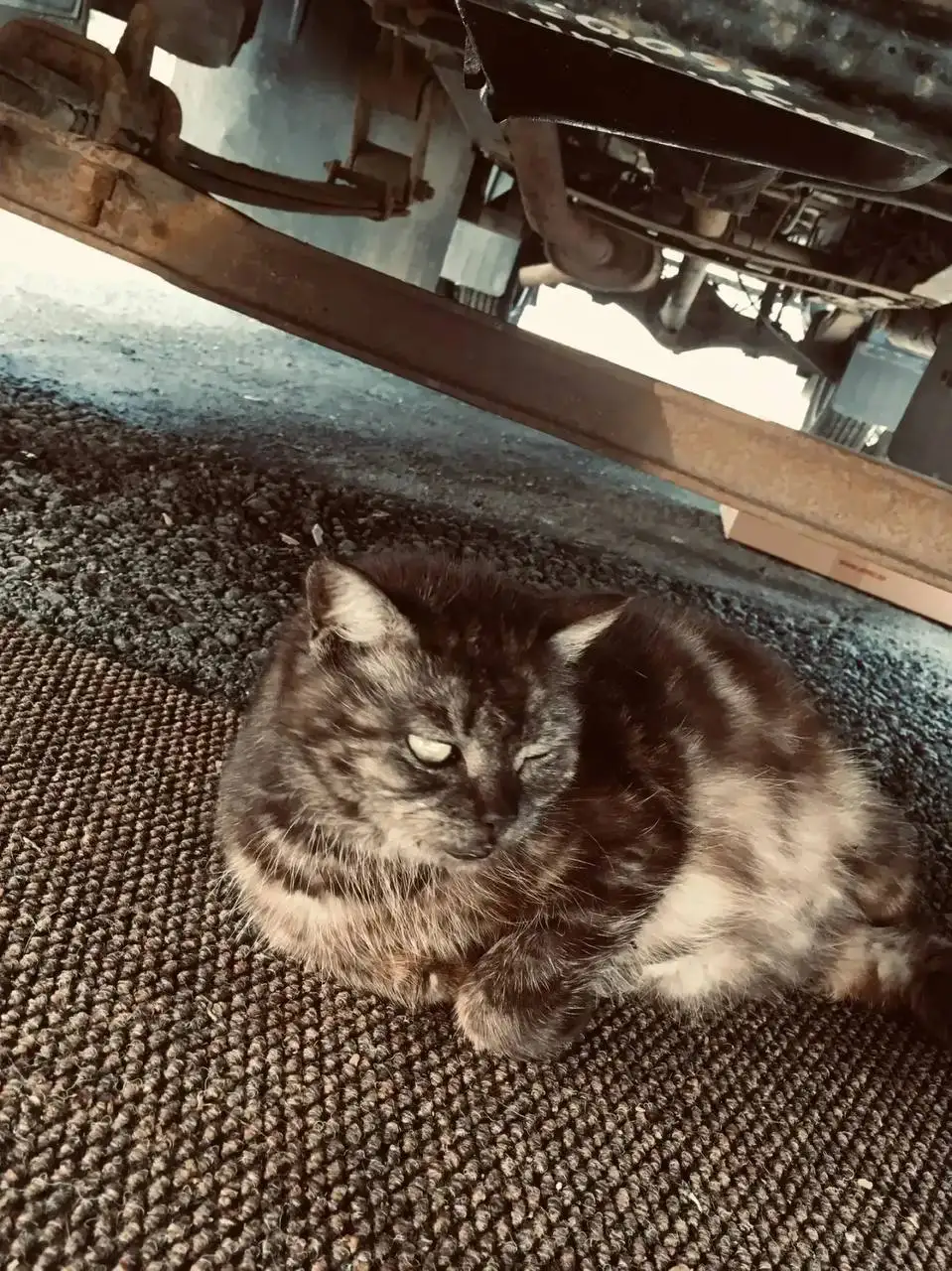 Помощь кошке в Энгельсе - Кошки (Животные) в Энгельс