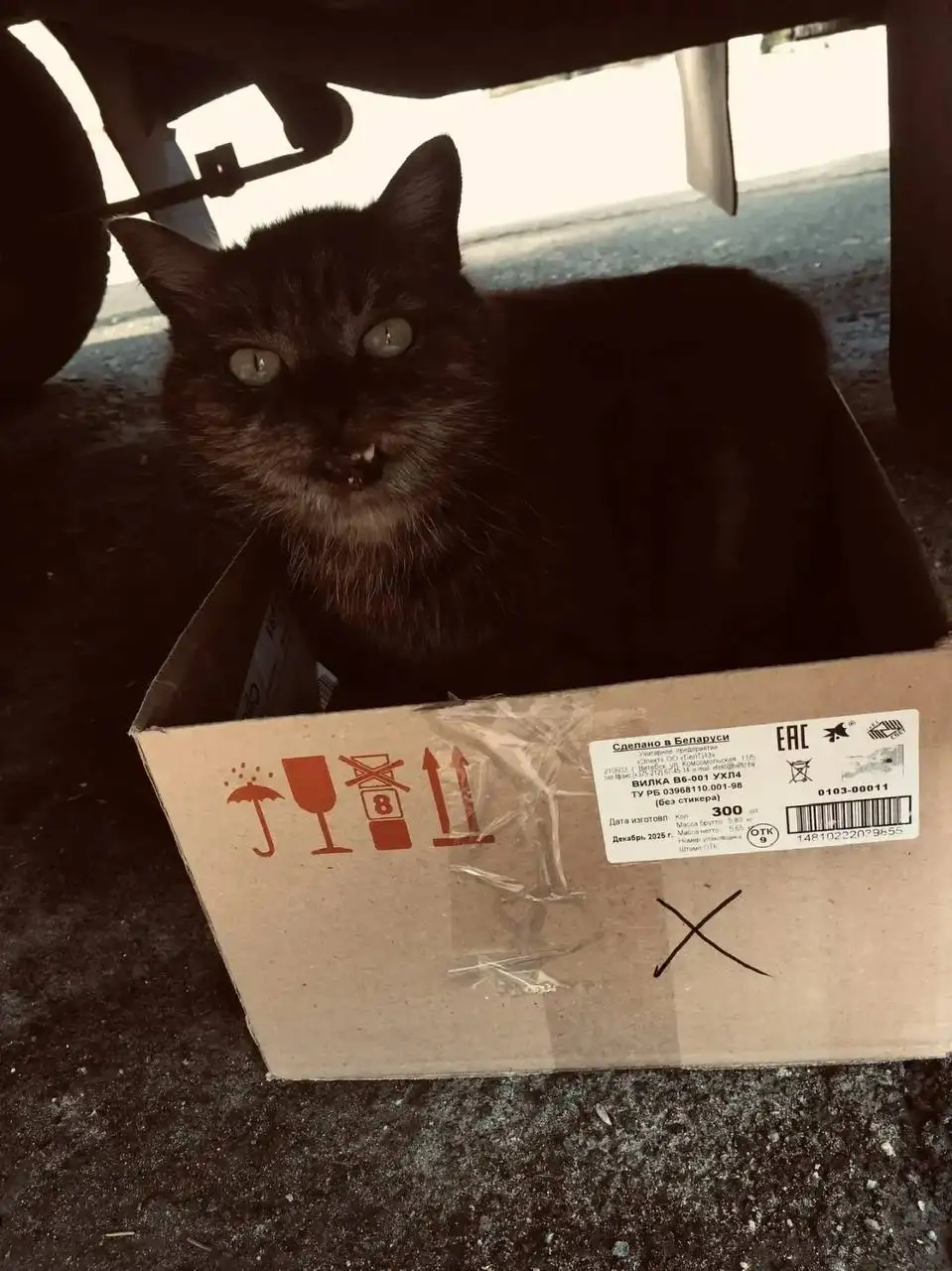 Помощь кошке в Энгельсе - Кошки (Животные) в Энгельс