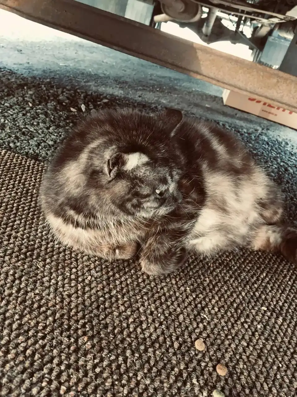 Помощь кошке в Энгельсе - Кошки (Животные) в Энгельс