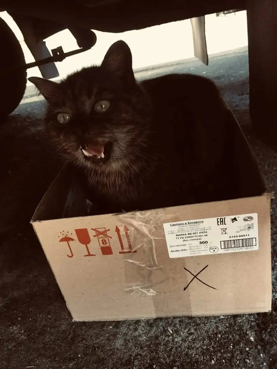 Помощь кошке в Энгельсе - Кошки (Животные) в Энгельс