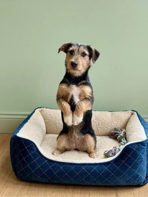 Пристройство щенка Сиэль в добрые руки - Услуги для животных в Саратов