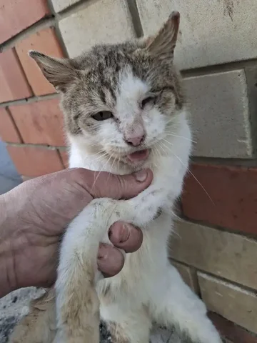 Кошечка Фортуна нуждается в помощи в Калининске - Услуги для животных в Саратов