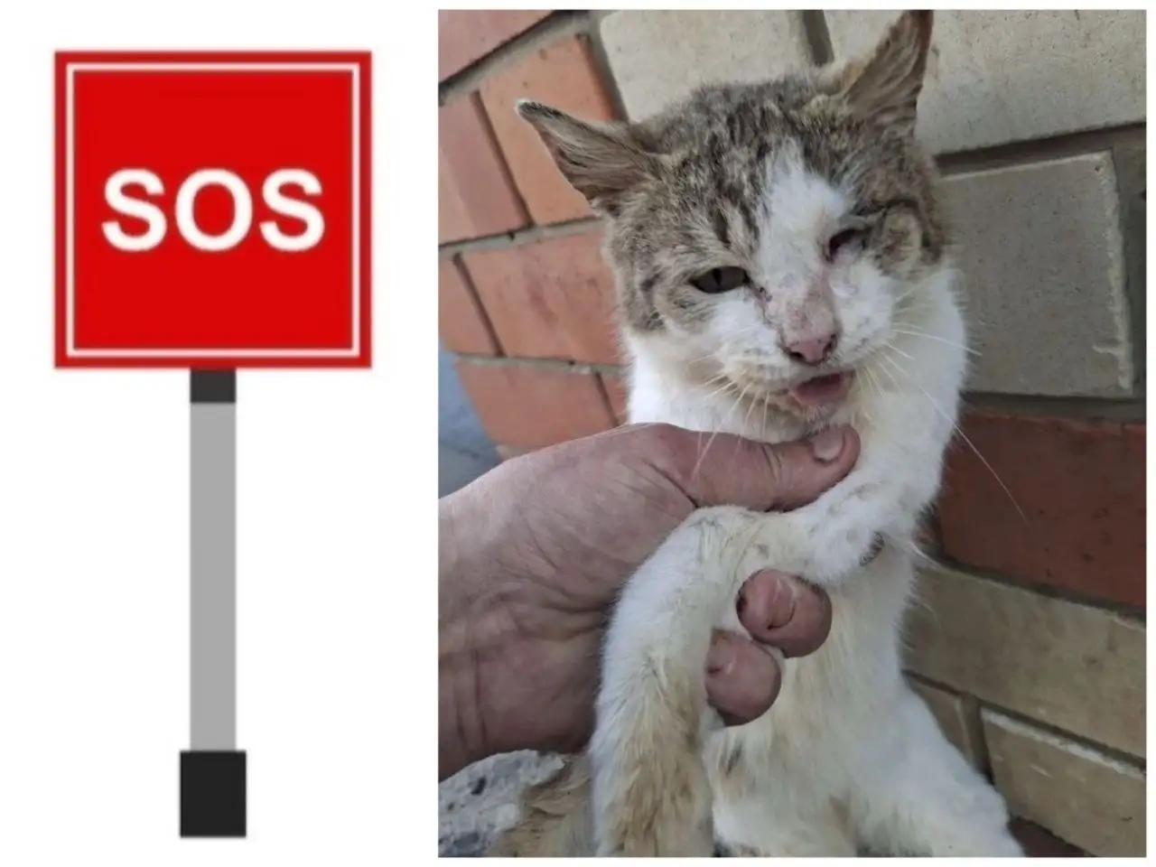 Кошка Фортуна ищет помощь в Калининске - Кошки (Животные) в Саратов