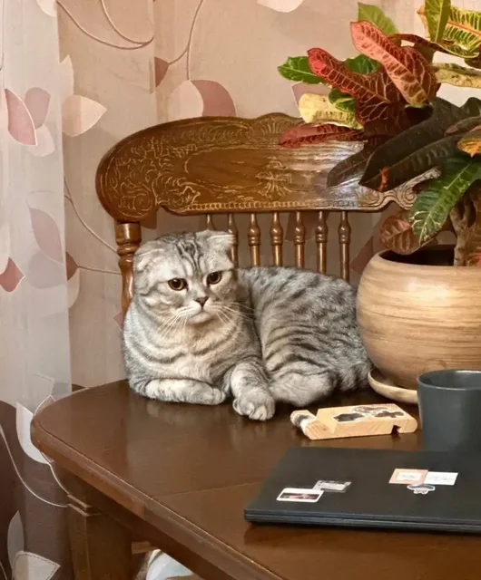 Шотландский вислоухий кот в добрые руки - Услуги для животных в Саратов