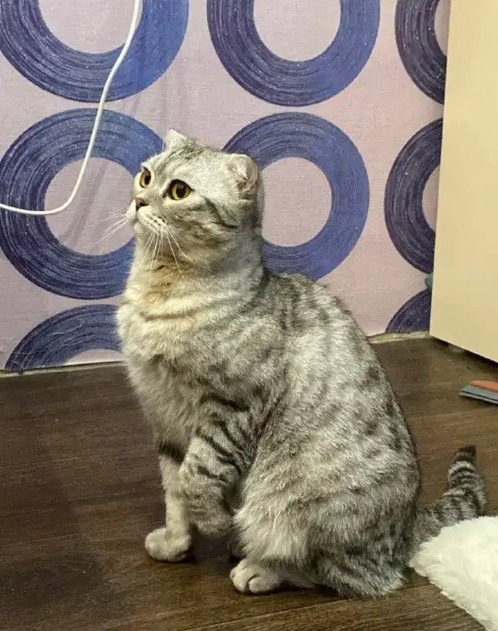 Шотландский вислоухий кот в добрые руки - Кошки (Животные) в Саратов