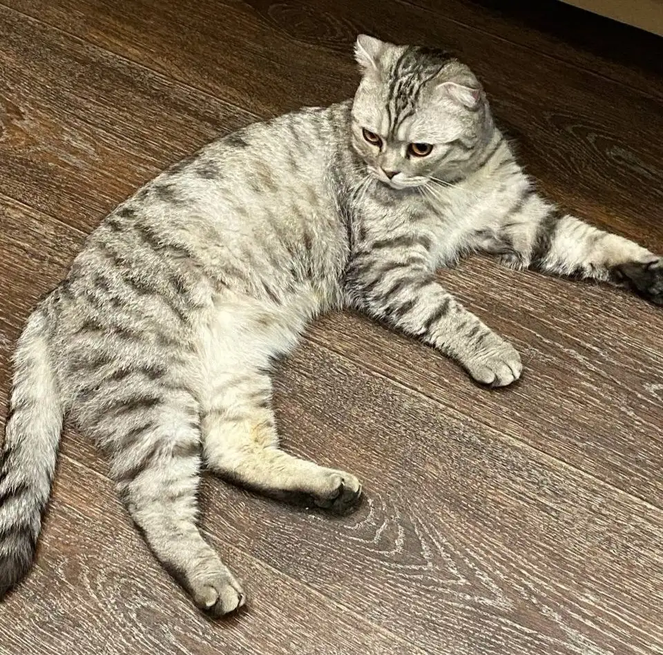 Шотландский вислоухий кот в добрые руки - Кошки (Животные) в Саратов