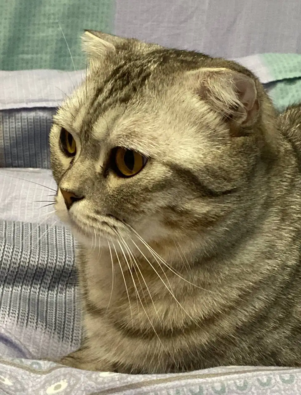 Шотландский вислоухий кот в добрые руки - Кошки (Животные) в Саратов