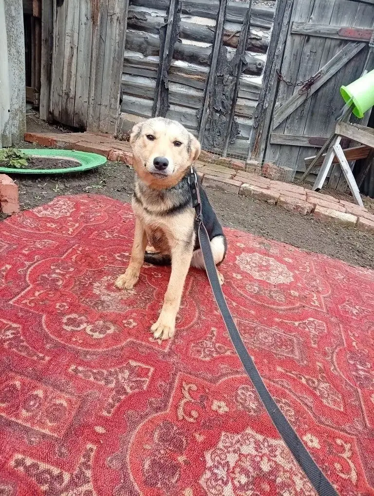 Пристрой щенка девочки 5 месяцев - Собаки (Животные) в Саратов