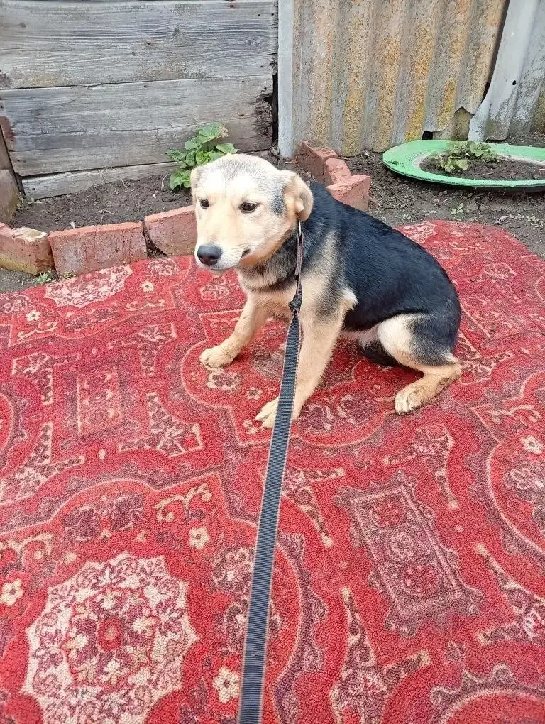 Пристрой щенка девочки 5 месяцев - Собаки (Животные) в Саратов