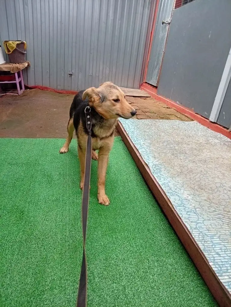 Щенок девочка 5 месяцев ищет дом - Собаки (Животные) в Саратов