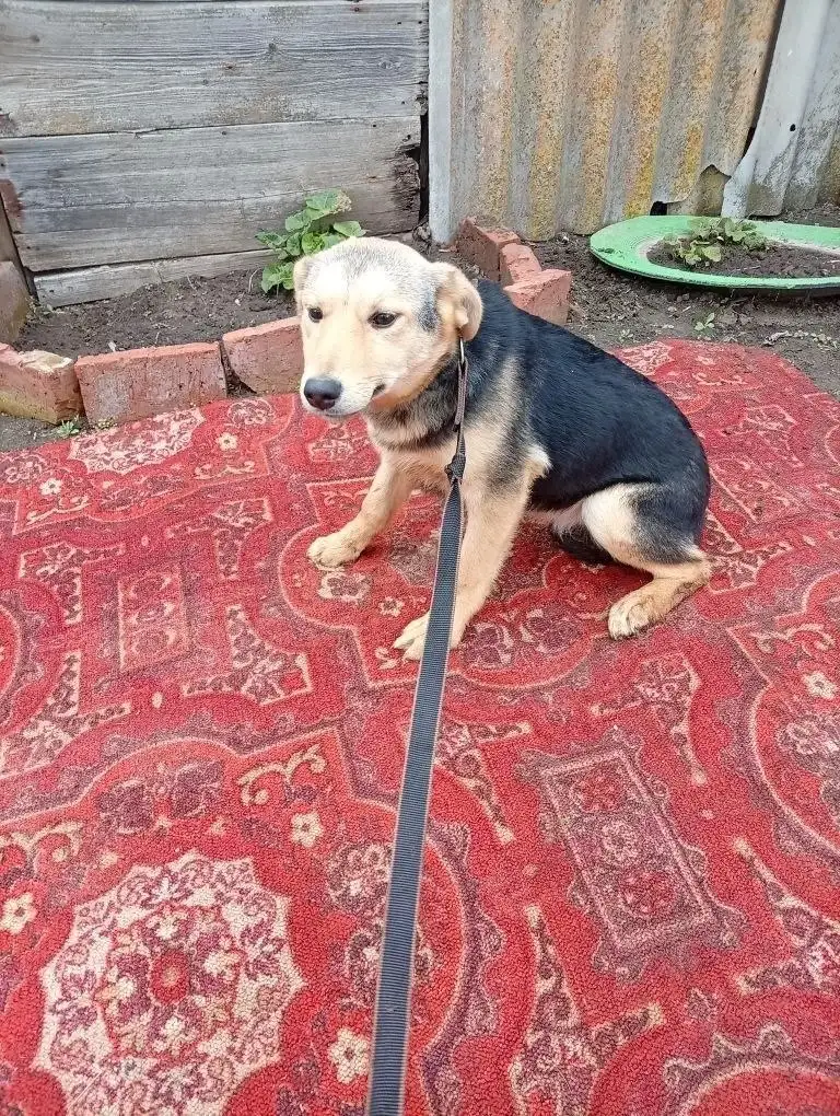 Щенок девочка 5 месяцев ищет дом - Собаки (Животные) в Саратов