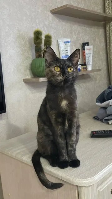 Пропала кошка Каштанка в Саратове - частное объявление в Саратов