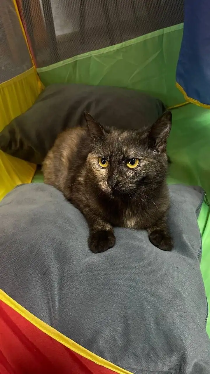 Пропала кошка Каштанка в Саратове - Животные в Саратов