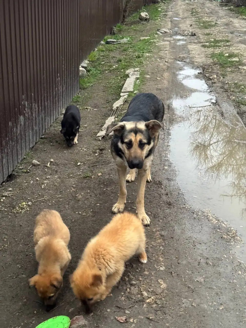 Срочный сбор на отлов и стерилизацию суки на дачах - Собаки (Животные) в Саратов