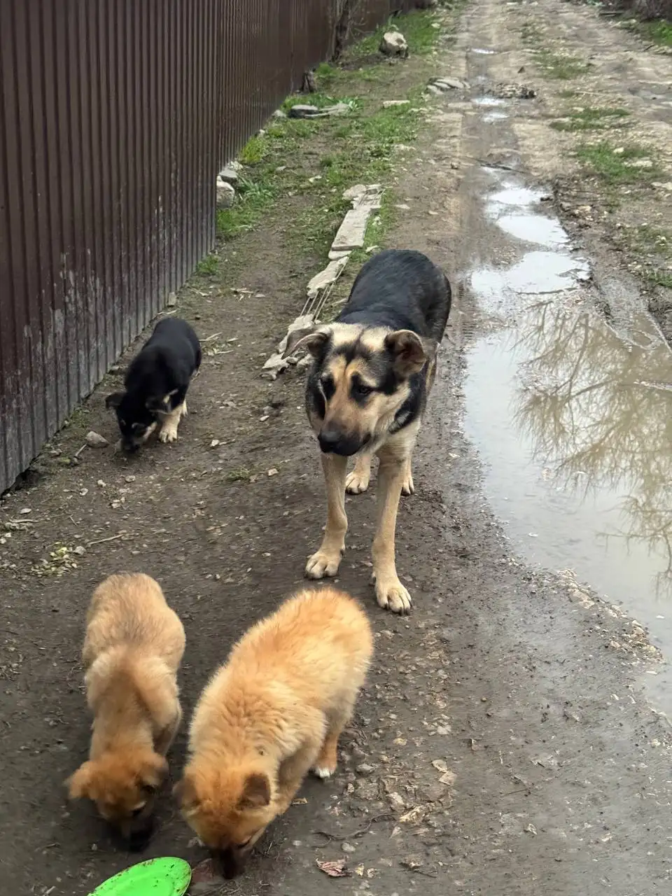 Срочный сбор на отлов и стерилизацию суки на дачах - Собаки (Животные) в Саратов