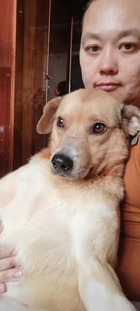 Сбор на передержку для Беляша - Услуги для животных в Саратов