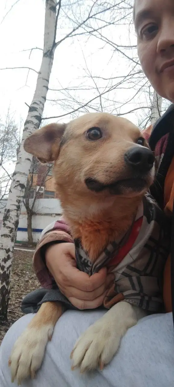 Сбор на передержку для Беляша - Передержка животных (Животные) в Саратов