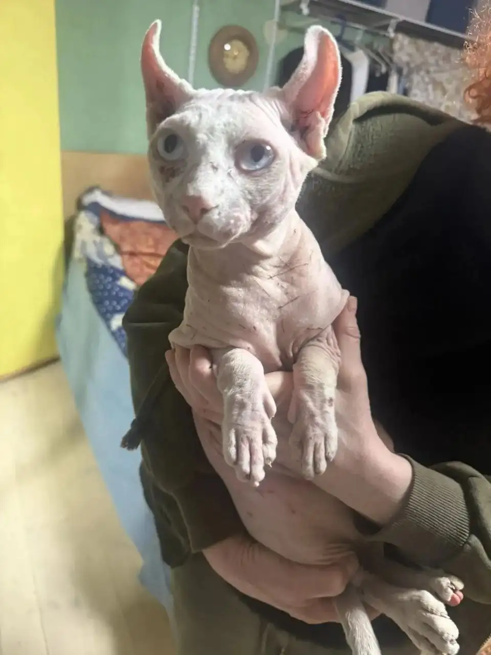 Найден сфинкс в Саратове - Кошки (Животные) в Саратов