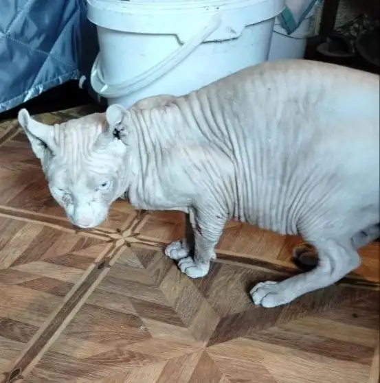 Найден сфинкс в Саратове - Кошки (Животные) в Саратов