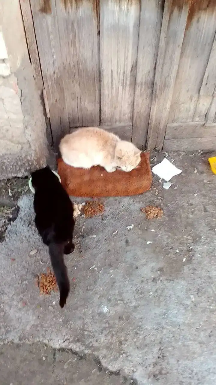 Срочная помощь больному коту в Саратове - Кошки (Животные) в Саратов