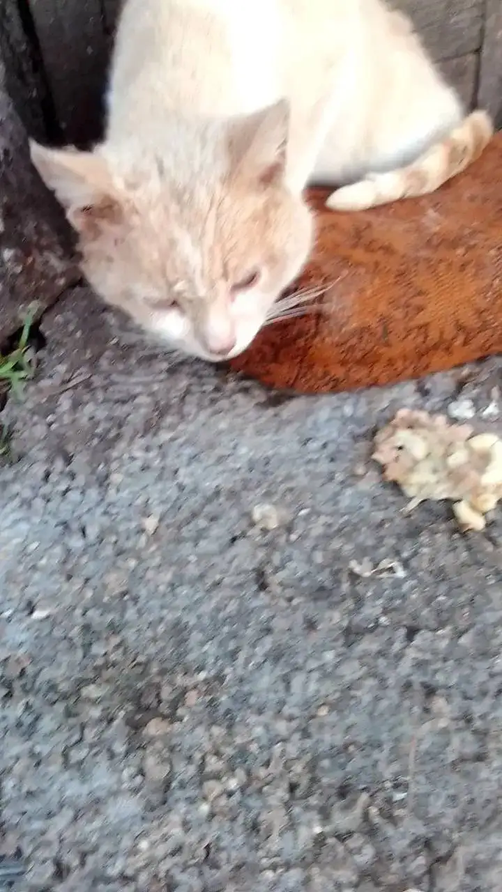 Срочная помощь больному коту в Саратове - Кошки (Животные) в Саратов