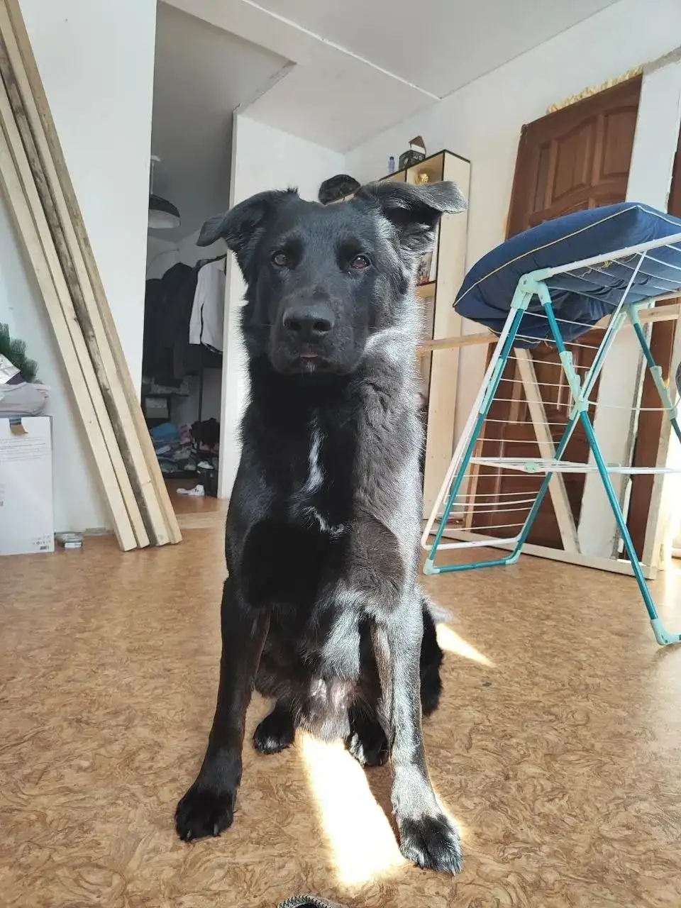 Пропал пес Буч в Агафоновке - Потерянные животные (Животные) в Агафоновка