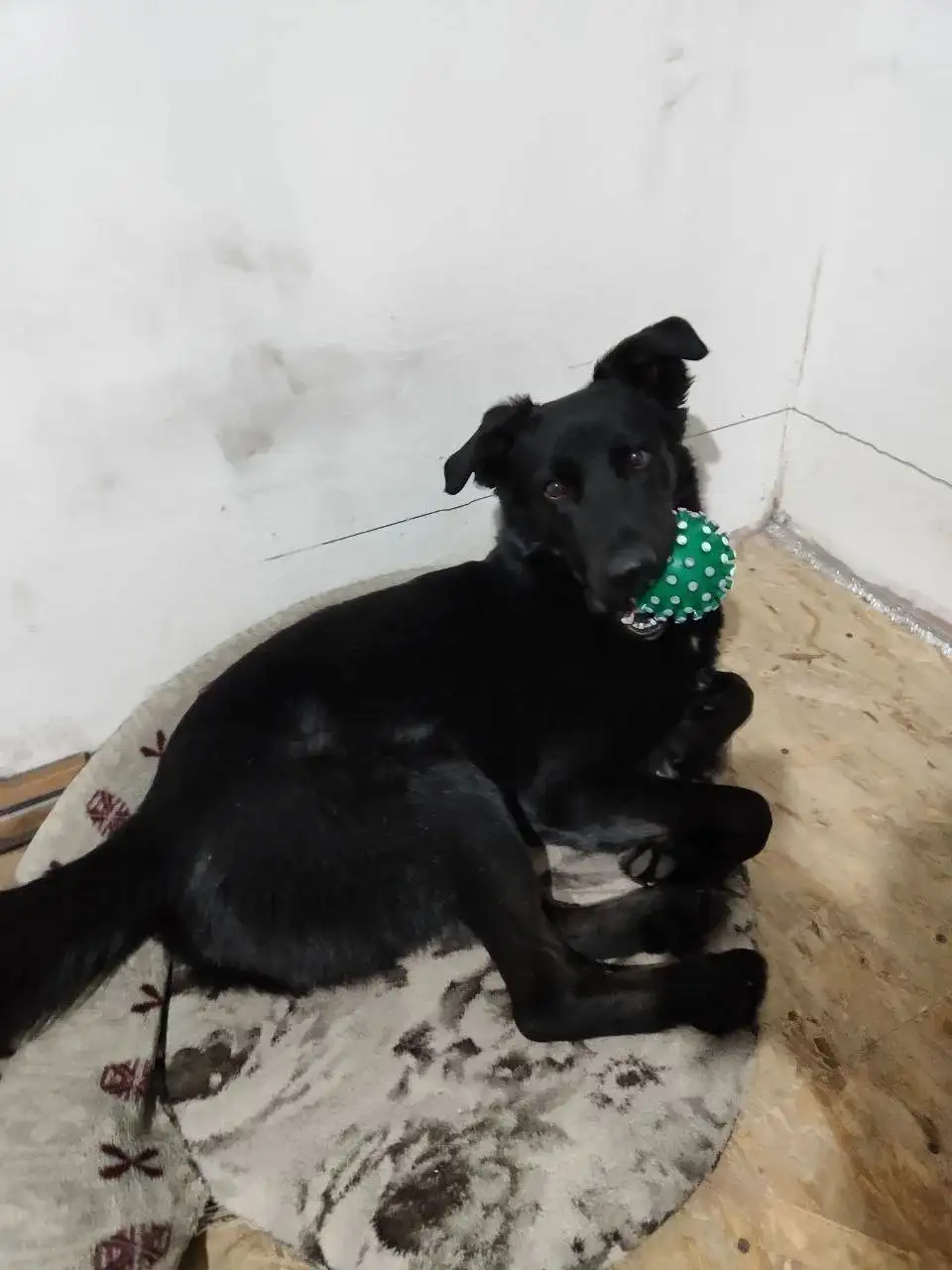 Пропал пес Буч в Агафоновке - Потерянные животные (Животные) в Агафоновка