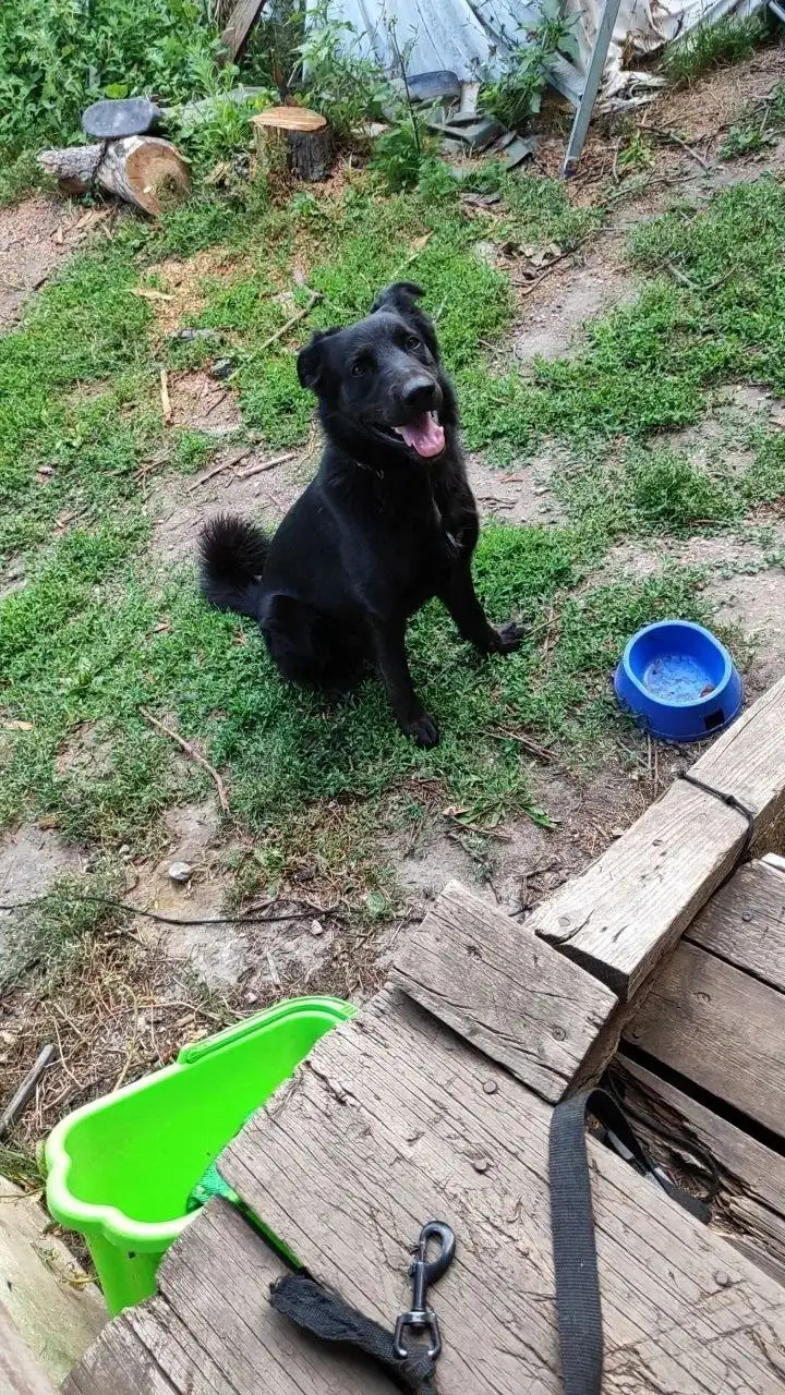 Пропал пес Буч в Агафоновке - Потерянные животные (Животные) в Агафоновка