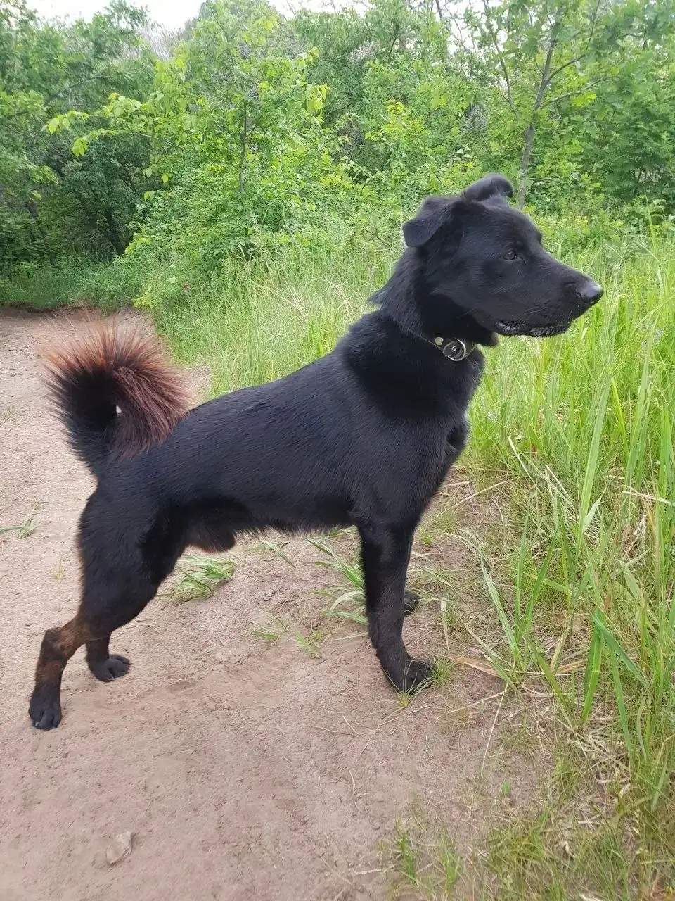 Пропал пес Буч в Агафоновке - Потерянные животные (Животные) в Агафоновка