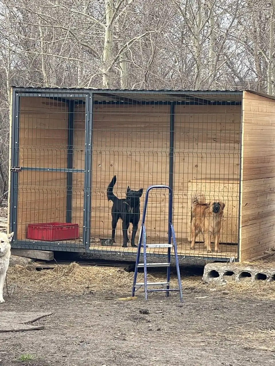 Поиск фин кураторов для Малыша - Животные в Саратов