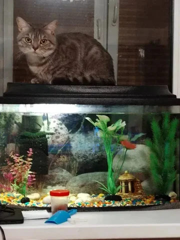 Пропал кот Сынок в Саратове - Услуги для животных в Саратов