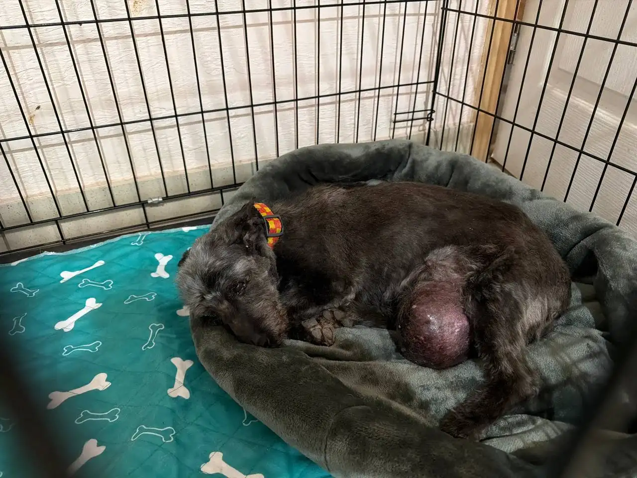 Сбор средств на операцию для животного - Животные в Саратов