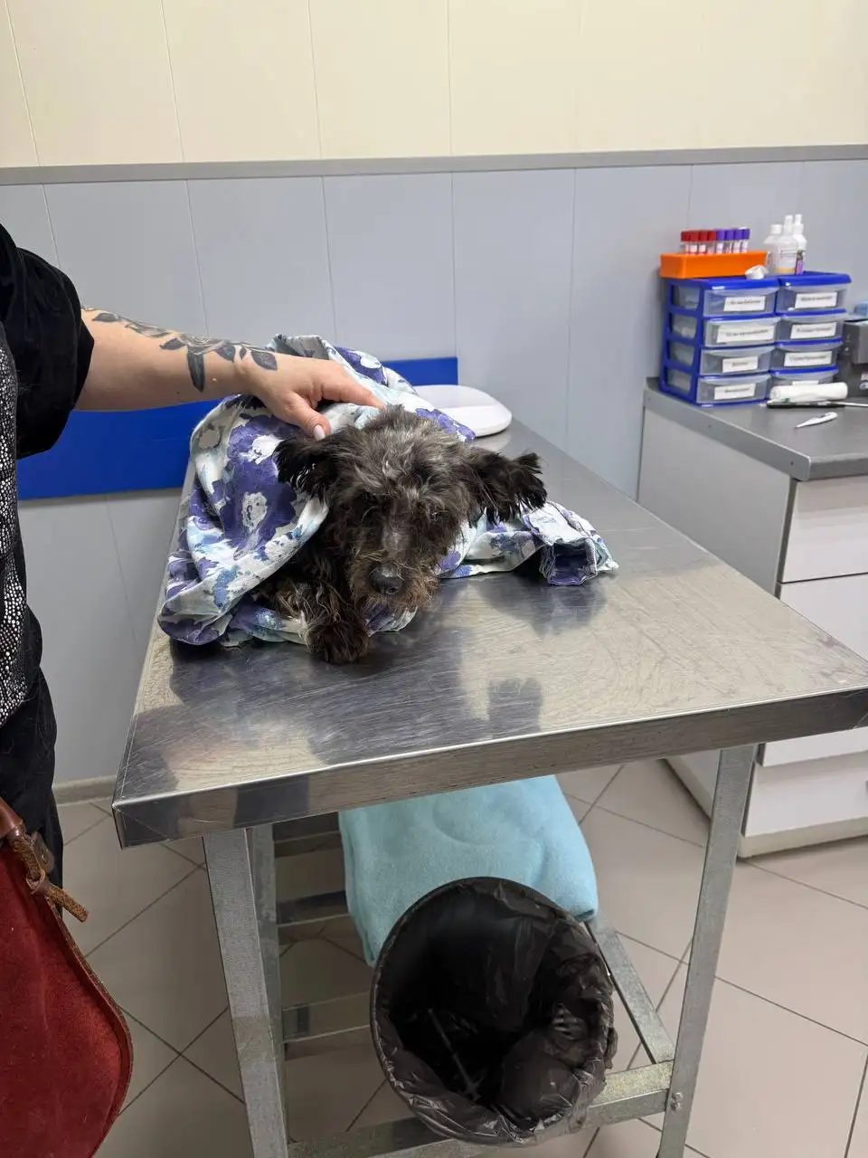 Сбор средств на операцию для животного - Животные в Саратов