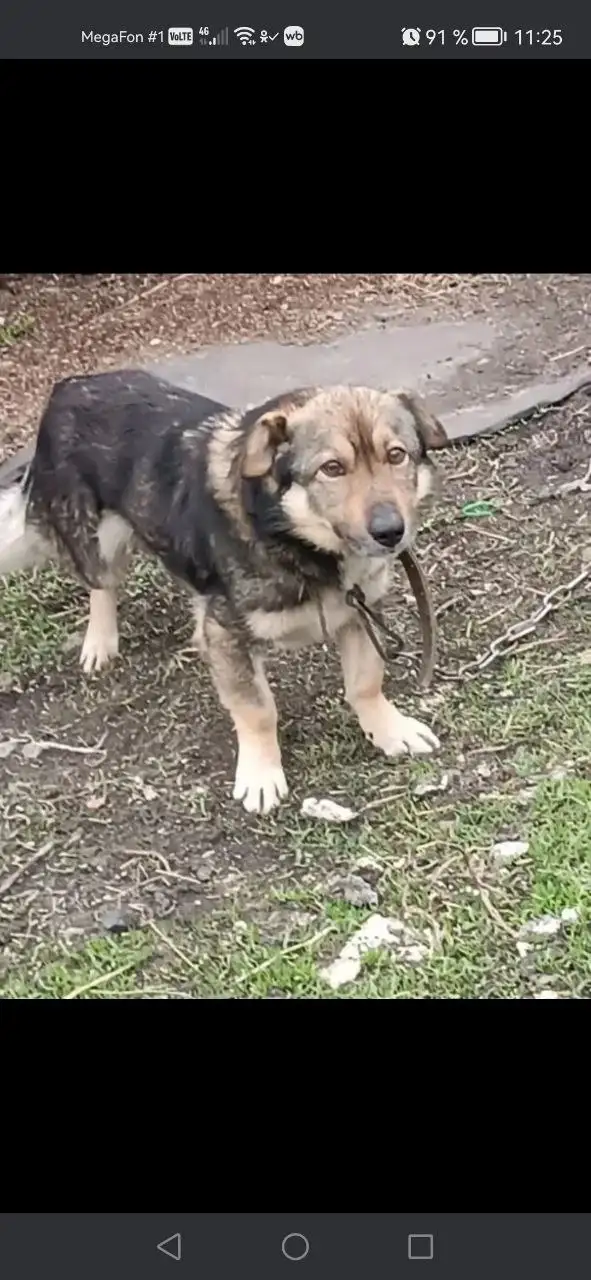 Ищем дом для собаки Рекс - Собаки (Животные) в Саратов