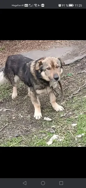 Ищем дом для собаки Рекс - Услуги для животных в Саратов