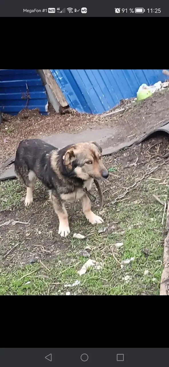 Ищем дом для собаки Рекс - Собаки (Животные) в Саратов