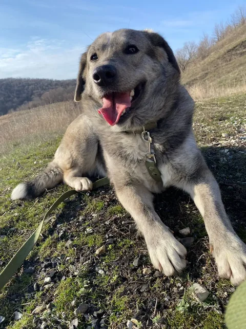 Потерялась собака Белла в Саратове - Собаки в Саратов