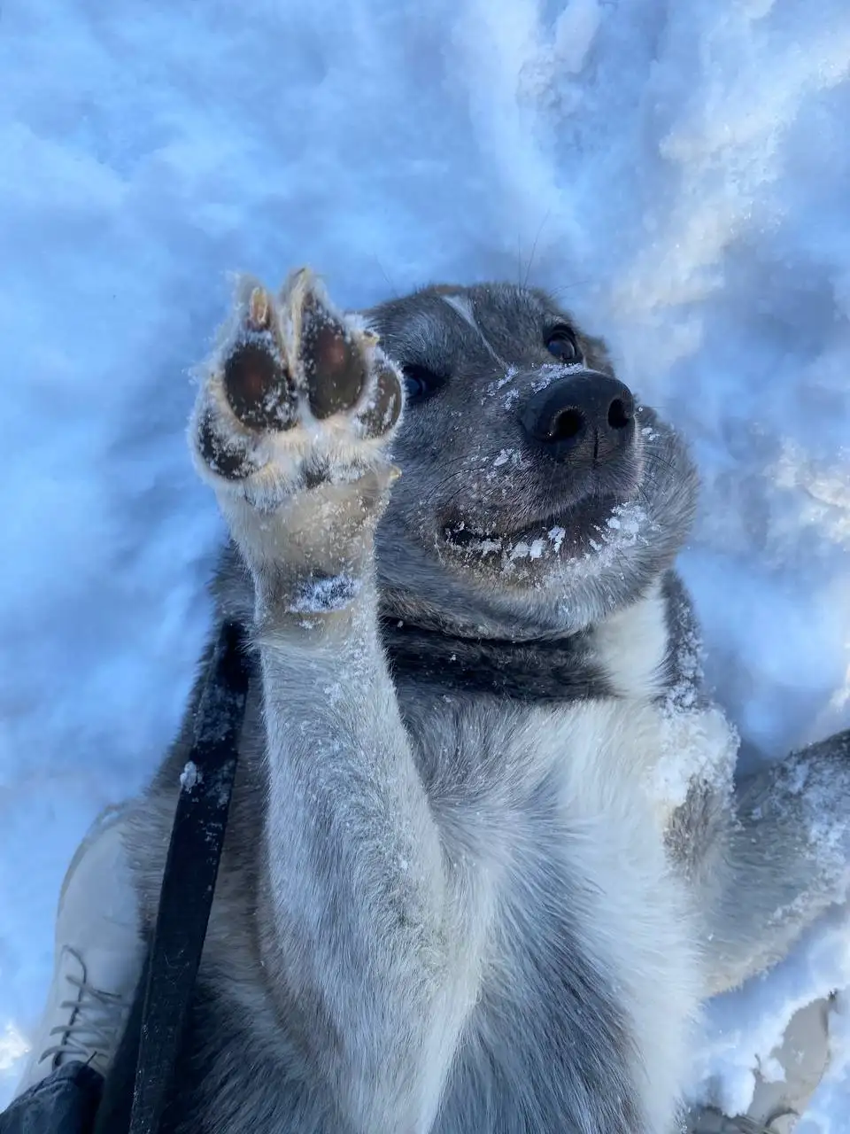 Потерялась собака Белла в Саратове - Собаки (Животные) в Саратов