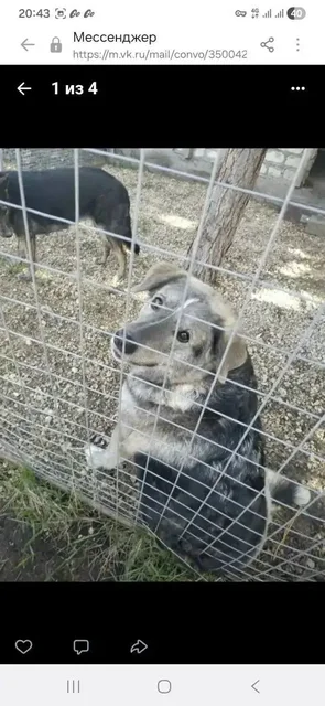 Пропала собака Бэлла в Саратове - Собаки в Саратов