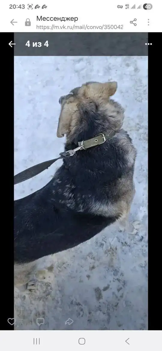 Пропала собака Бэлла в Саратове - Собаки (Животные) в Саратов